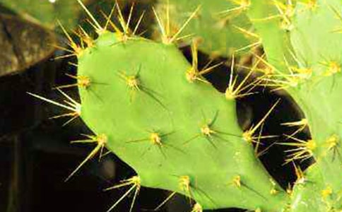 (經(jīng)典)仙人掌作文15篇