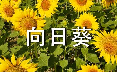關(guān)于向日葵的作文15篇【優(yōu)秀】
