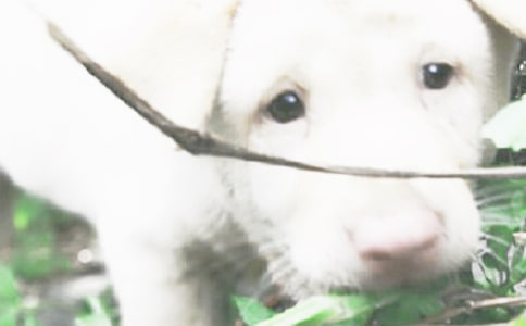 ����Ʒ��С�W(xu��)���ɐ�(��i)��С�����ąR��?c��)��?/></p><h2>С�W(xu��)���ɐ�(��i)��С������ ƪ1</h2>
<p>       ��Ԓ�f(shu��)�úã������ǌ�(du��)�������\(ch��ng)�Ą�(d��ng)�����������X(ju��)���������H�ǌ�(du��)�������\(ch��ng)�Ą�(d��ng)������������ͯ������õ������</p><p>����һ��(du��)�����wѩ�Ķ��䣬��Ӻ���С�ڶ��ı������ڌ�ʯ����۾��Ϸ�߀���Sɫ�İ��c(di��n)��һէ����ȥ�·������۾����Sɫ������������ֻ�_���ɫ�؄e�������ڄ��ÿ����������צ������3���׵ĵط�ȫ�������Sɫ��߀���ڵ�2���_ֺ��߀��һ�c(di��n)��ɫ��������SɫȺ���������һ��������Ů������������ϲ�g�Ĺ���������</p><p>�����Ǵ��ҏ����控�؁�(l��i)��һֻС�S�u��һ�ص��ң������Bæ������'�C�����R���ɛ_�̰������܁�(l��i)���Ҷ�������������������С�X����Ȼ�����߻��Լ���С�������������ɵĸ�����ƨ�ɺ��档���R������һֻ������Ȼ���С�u���������������������Ҳ������˾��_(k��i)ʼҧ�ҵ�ѝ�ȣ��Ұ��b��С�u�����ӷŵ��˴�����Ȼ���ҺͶ���ȥ�͏d�����^(gu��)��һ��(hu��)���_(k��i)ʼ��������ҽo��������һЩ���Z��ȥ����ˣ������r(sh��)�� (t��ng)Ҋ(ji��n)����һֱ�ں���������������������Ͳ��ܰ��oһ��(hu��)���������ҏĲ͏d�����ĸC��һ�������̲�ס���Ц����(l��i)��ԭ��(l��i)�������ҳ�ĕr(sh��)����С�u������������(l��i)���֏Ĵ��������˵������ܵ��˶����ĸC������ҽo������(zh��n)��Ĺ��Z����Ц���ǣ�������Ȼ����ֹ��ֻС�u����������С�u�F(tu��n)�F(tu��n)�D(zhu��n)��߀�r(sh��)���r(sh��)�غ��ώ�����׌��Ц������һֻС�u��Ȼ�Թ��Z�����Bæ���^(gu��)ȥ��С�u��ʳ���ψ�(b��o)��(l��i)��С�u������������ǘ�Ҫ�^�m(x��)�ρ�(l��i)�ԣ������򶹶����^(gu��)ȥ������Ҋ(ji��n)���Bæ�_(k��i)��С�u�s׷���������������@��С�u׷�������Α���_(k��i)ʼ�����Ҳ��](m��i)����ֹ������������һ��(g��)�o(w��)�����µ�������ɳ�l(f��)�Ͽ���������</p><p>�����@�����ҼҵĶ�����һ��(g��)đС���ֿɐ�(��i)�Ķ�����</p><h2>С�W(xu��)���ɐ�(��i)��С������ ƪ2</h2>
<p>�����Ҽ���һֻ�ɐ�(��i)�����С������ȫ����ë�Ǻڰ����g�����L(zh��ng)��һ��(du��)���䡣</p><p>�����Һ�С��ÿ��һ�������](m��i)�^(gu��)�����҂�����Ϥ����ÿ�����ڌ�(xi��)���I(y��)�ĕr(sh��)����С���͕�(hu��)������߅Ū�������Еr(sh��)���͟��ˣ��Ҿ��ܵ��Լ��ķ��g���T(m��n)�P(gu��n)���������f(shu��)����׌���M(j��n)��(l��i)��׌���M(j��n)��(l��i)��������С���](m��i)�k��ֻ�ð��T(m��n)���_(k��i)����С�������X(ju��)���Լ��e(cu��)������ĬĬ�Ĵ��ډ��������Ҿ͏Ĺ��������˰�����Z�oС������</p><p>�������˳����.�r(sh��)�����Ұю׉K���^������С����ıP(p��n)������С�������ζ�س����˹��^��С�������˹��^���ͽ��������������f(shu��)�����ٽo��?gu��)׉K���І᣿���ҳË���ȥ˯�X(ju��)�ĕr(sh��)�����M(j��n)�N���oС�����ˎ׉K��С�������ڽк������f(shu��)�����x�x���ˡ��������������� (t��ng)����һ�N���ƺ�ħ���ڽ����Ұџ����_(k��i)����С��Ҳ���ˡ�����������(hu��)����(hu��)��ֻҪ�џ��_(k��i)�˾͛](m��i)���ˡ��қ](m��i)�аџ��P(gu��n)�������ڵ���С���s߀��˯������ (t��ng)��������ԭ��(l��i)��С���l(f��)����(l��i)���������@С�ֵ�����������С���������������߀�](m��i)��������������Ę���W�W������ӑ����</p><p>�����@ֻС�����ǿɐ�(��i)����</p><h2>С�W(xu��)���ɐ�(��i)��С������ ƪ3</h2>
<p>�����ҵĽ���B(y��ng)��һֻС��������һ����ɫ�ľ�ë���h(yu��n)������һ�F(tu��n)�q���������۾�ˮ�����ģ���ֻ����������Ę�ăɂ�(c��)�������ε�С����ʮ����Ȥ���Ǐ�С��Ҳʮ�����</p><p>�����ҵ�`������S����oС�������С��S����������Ҷ���������������</p><p>����������һֻ�����䌍(sh��)�ġ�С𒹷�������������҂��Ԗ|���r(sh��)�^(gu��)��(l��i)��ӑʳ��������㲻�o������գ�����۾����l(f��)���ɑz�ġ���衱������oҲ���������oҲ������</p><p>������һ����������������Ƭ���Ʉ����_(k��i)���b�������͡�ಡ���һ�����^(gu��)��(l��i)�������V�����������ܳ���Ƭ����(hu��)���ں퇵�����ұ�](m��i)�o���ԣ��l(shu��)֪���s�Լ���צ�����^(gu��)��(l��i)�����](m��i)�k������ֻ�á��D(zhu��n)��ꇵء��������s�o׷�������o(w��)��֮�£�������һ�K��ɽo�������`����һ��Ҋ(ji��n)��ɣ����s�oȥ�����ҳÙC(j��)���ӡ����ˡ���������һֻ��𒹷������</p><p>�����������H𒣬���ҷǳ��{(di��o)Ƥ�������(��i)��ɳ�l(f��)���܁�(l��i)��ȥ��߀����ҧ�������޲�ż��׌���X(ju��)�����ȿɐ�(��i)���{(di��o)Ƥ��</p><p>������һ�Σ������ڼ���ܟo(w��)������Ȼ�_(k��i)ʼ������Ͱ�����һ�����������������̡���ɳ�l(f��)���𡱣�����һ�䡰��������������һ����������������̺��������ܵ������²��ҳ���(l��i)��</p><p>������������ô������������(l��i)�����o(w��)�����@��һ�ښ⣬�f(shu��)��������(hu��)�����Լ���(hu��)����(l��i)�����ٵ�һ��(hu��)���������l(shu��)֪���������](m��i)�г���(l��i)�����һ������Ц�������������H�Ѵ�����Ū��һ�F(tu��n)����߀����һ��ţ����������ζ�س�������(l��i)��</p><p>�����@���ǿɐ�(��i)��С��������؝�����{(di��o)Ƥ��ӑ��ϲ�g�Ķ�����</p><script>s(