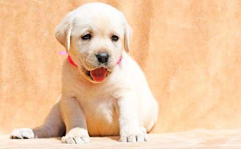 С�W(xu��)���ɐ�(��i)��С�����ąR����ƪ