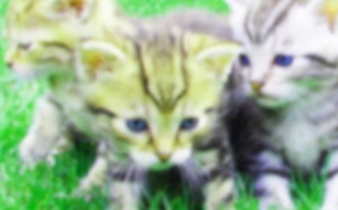 ���P(gu��n)С�W��С؈���ąR����ƪ