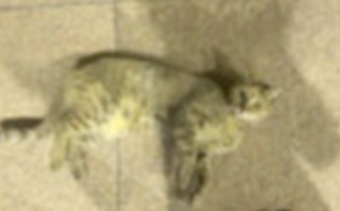 ���P(gu��n)С؈С�W���ąR����ƪ