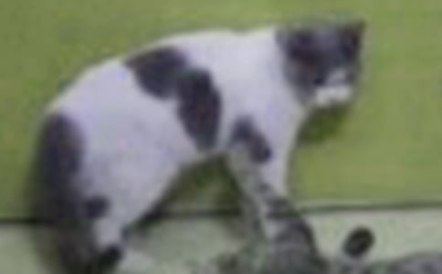 С؈�þ��˿��D��Ԓ���꼉(j��)