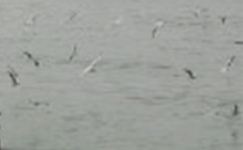 �x��һֻС�B���и�