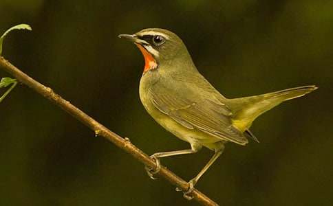 С�ܾ�С�B���D��Ԓ