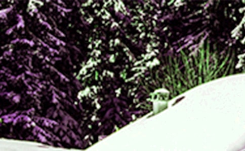 �茑��Сѩ��Ԋ(sh��)��