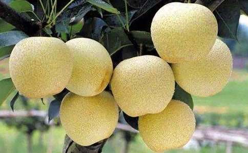 �茑ѩ��ζ����Ԋ��