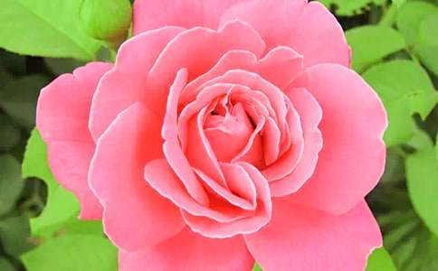 月季花作文觀察日記優(yōu)秀(3篇)