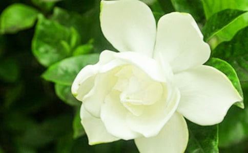 ���P(gu��n)�ڗd�ӻ���Ψ������