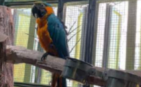 關(guān)于鸚鵡的作文