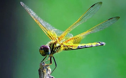 蜻蜓眼讀后感15篇