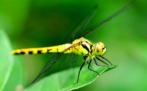 關(guān)于蜻蜓的作文