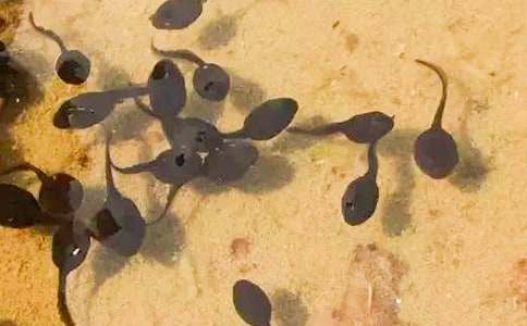 ���ϼ���С����ҋ����Ĺ���