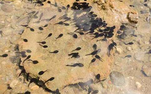 可愛的小蝌蚪作文優(yōu)秀(15篇)