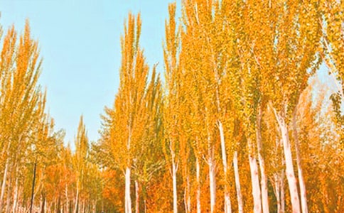 ��ח�W(xu��)��(x��)����