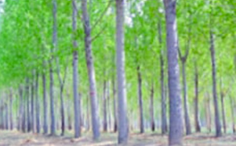 《白楊禮贊》主問(wèn)題引領(lǐng)