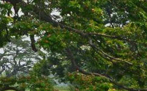 【熱門】白楊樹的作文四篇