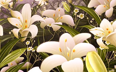 我喜歡百合花狀物作文500字