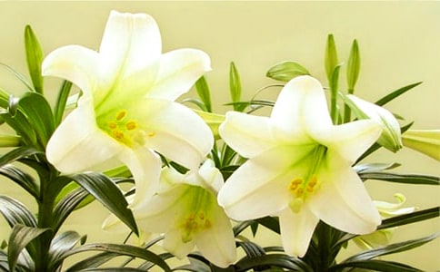 《心田上的百合花開》讀后感范文