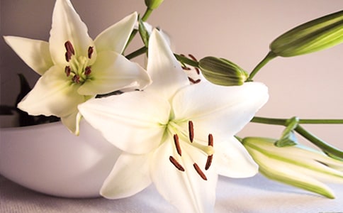 �ٺϻ�������