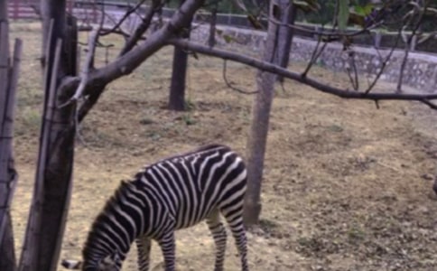 �а����g(sh��)˺�N���󮋡��ɐ۵�С���R���̰�