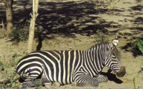 小斑馬種蘿卜_1200字