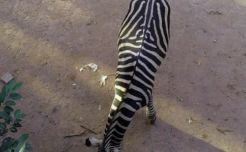 ������g(sh��)��Ư���İ��R���̰�