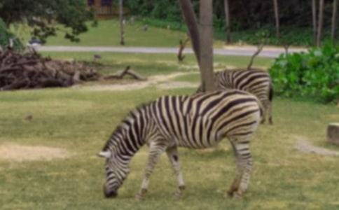 雙酚A對(duì)斑馬魚胚胎的毒性作用