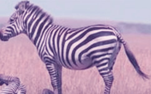 愛在斑馬線作文