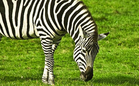 大班美術教案:漂亮的斑馬教案及教學反思