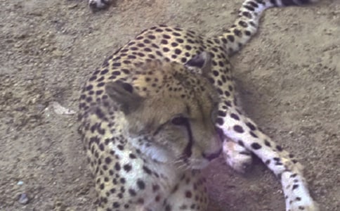 豹子的意思, 豹子的解釋