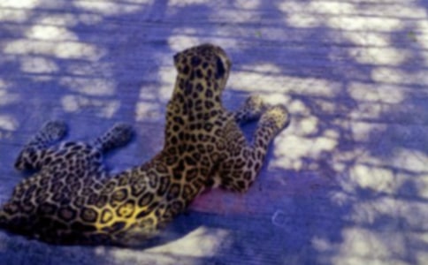 豹子向狗借骨頭(打一成語)