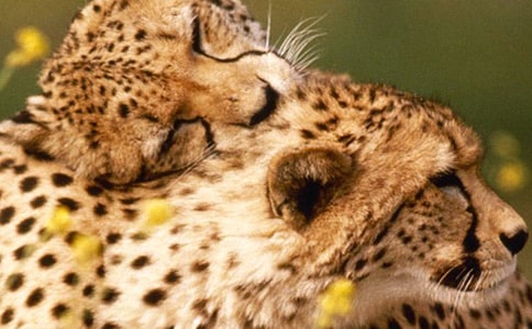 豹子挑戰(zhàn)_900字