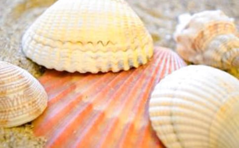 “小貝殼”誕生記作文