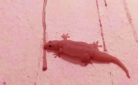 ��С�ڻ�׽���x�������а��w���̰�