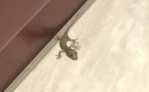 �ڻ���ӛ����