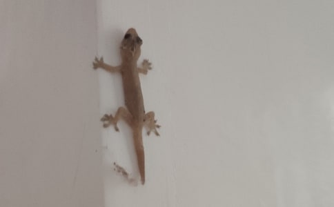 С�ڻ��������꼉