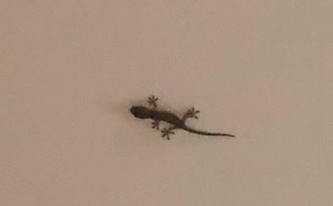 觀察小壁虎的日記(精選22篇)