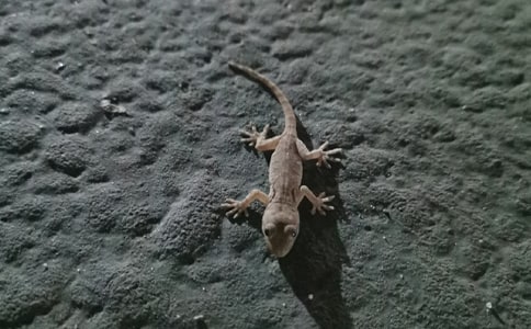 大班語言教案:小壁虎借尾巴7篇