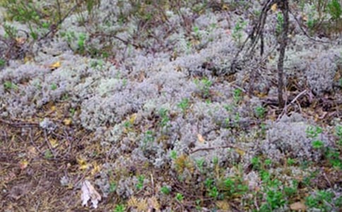 ���ͺ�����һ�α���������������