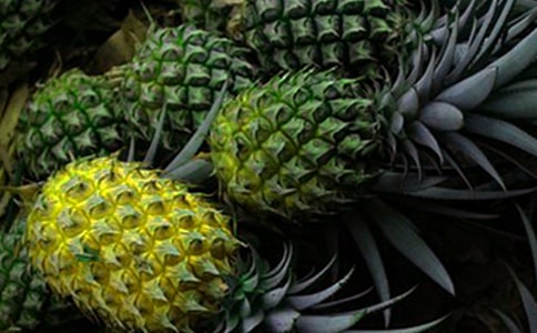 小班美術(shù)教案菠蘿