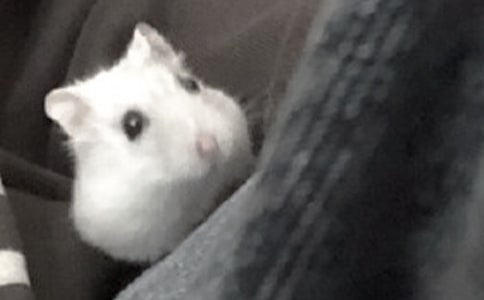 可愛(ài)的小倉(cāng)鼠作文