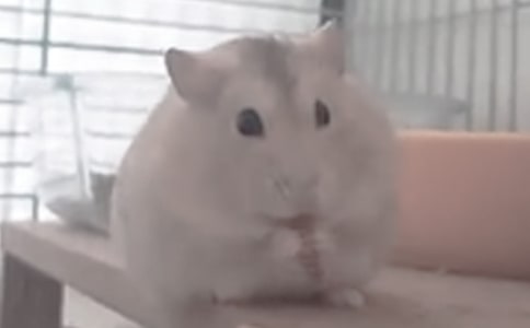 �ɐ۵Ă}������15ƪ