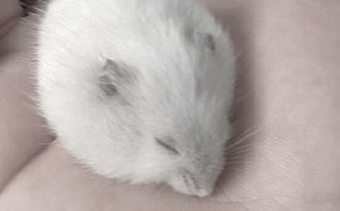 關(guān)于倉鼠作文