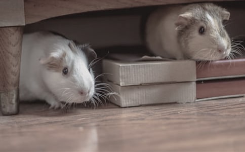 小倉(cāng)鼠越獄作文800字