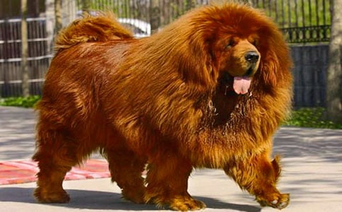 ���პ(y��u)������