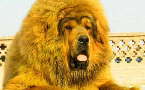 讀《藏獒渡魂》有感