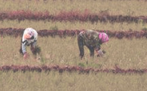 ������һ����