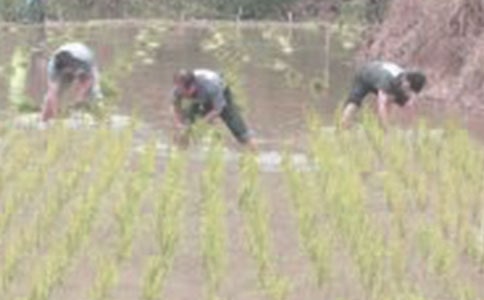 插秧之旅作文300字