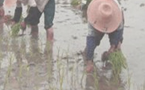 龍門縣將推廣插秧機當作一項政治任務來抓